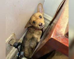 Police Discover A ‘Terrified’ Puppy Alone In Abandoned House — And Change His Life Forever