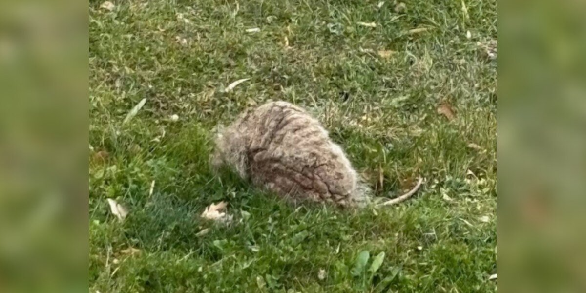 Family Comes Home To What Looks Like A ‘Breathing Rock’ — Then It Stands Up And Starts Limping