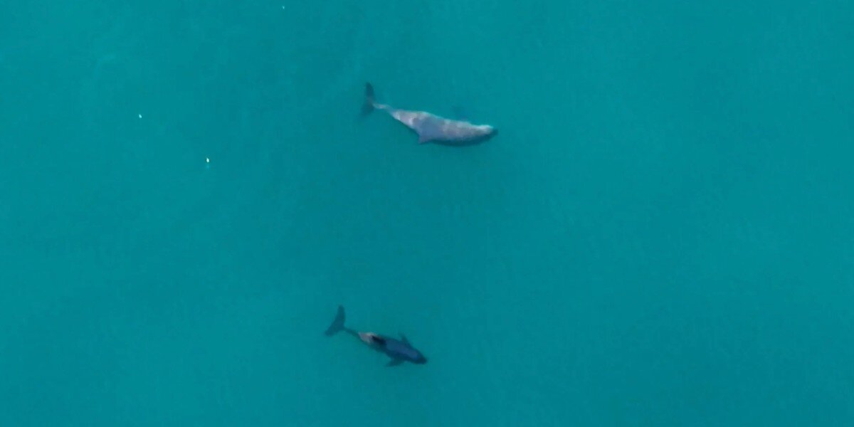 Scientists Hold Their Breath After Spotting The World’s Rarest Marine Mammal With A Baby