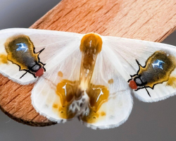 This Moth Pretends To Be Flies And Bird Poop — And It Actually Works