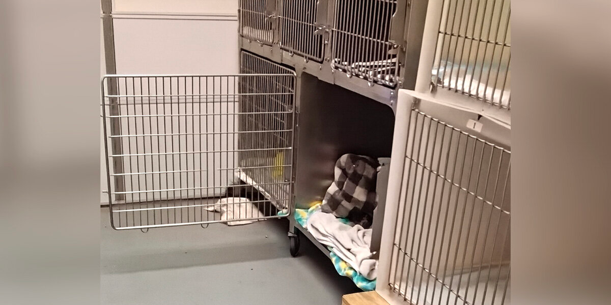 Tiny Snores Lead Rescuers To Escaped Opossum’s Hilarious Hiding Spot