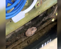 Woman Notices ‘Fuzzy Lump’ On Dock — Then Sees It Move Just As Tide Rolls In
