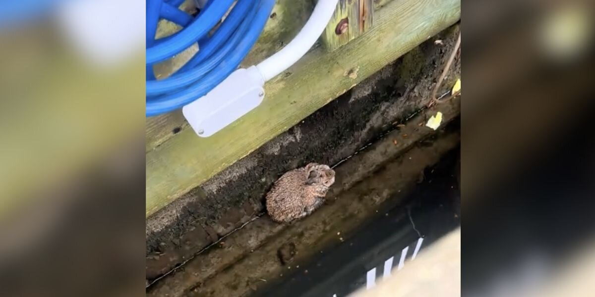 Woman Notices ‘Fuzzy Lump’ On Dock — Then Sees It Move Just As Tide Rolls In