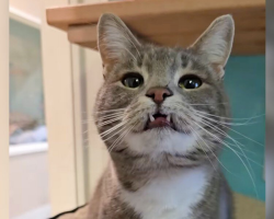 She’s Waited 700 Days For A Home — All Because Of Her Adorably “Derpy” Smile