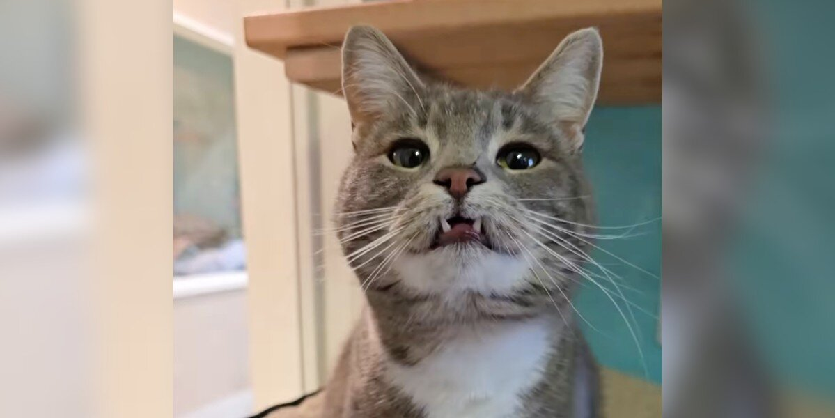 She’s Waited 700 Days For A Home — All Because Of Her Adorably “Derpy” Smile