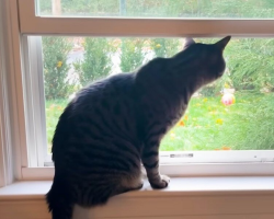 Her Cat Wouldn’t Stop Crying At The Window — Then They Realized He Was Sounding The Alarm