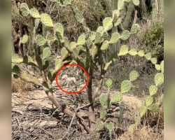 Abandoned In A Cactus Field, Six Terrified Puppies Clung To Each Other For Survival