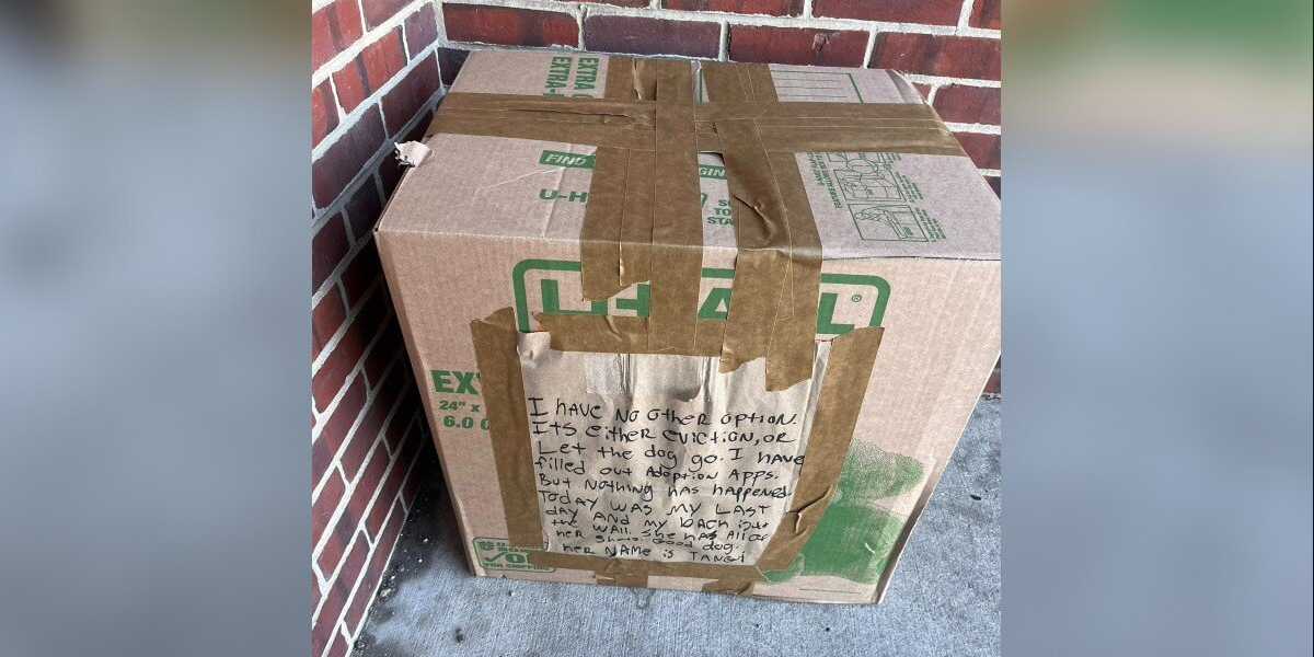 On A Freezing Morning, Shelter Staff Opened A Taped Box — And Found A Puppy Clutching A Heartbreaking Note