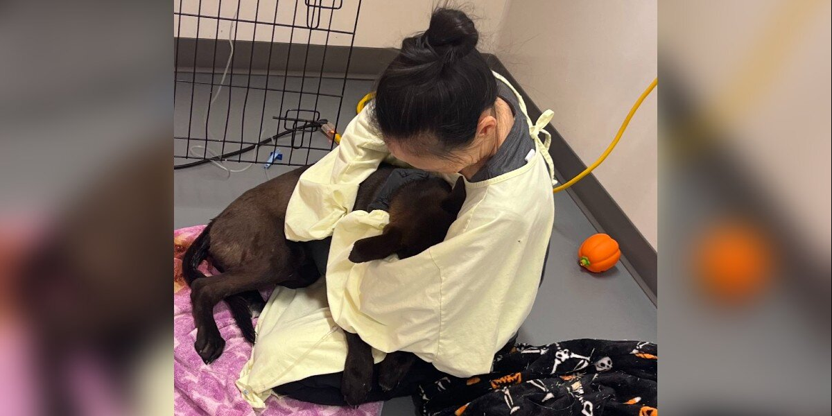 He Was Too Weak to Stand — Days Later, This Shelter Puppy Let Himself Out of the Hospital