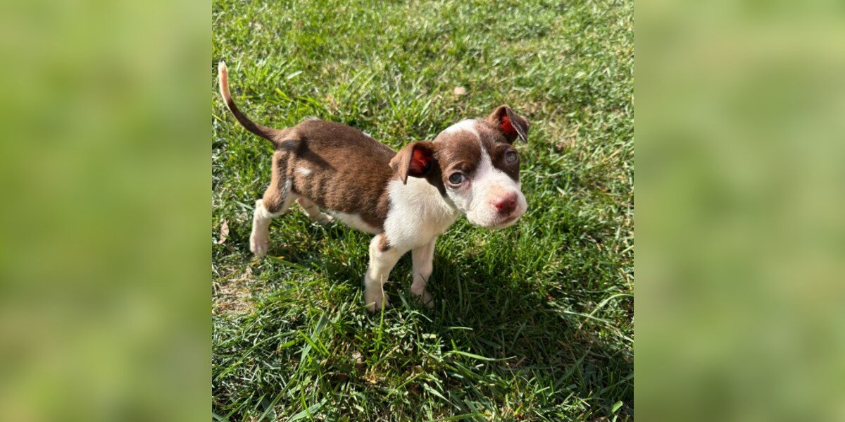 He Was Just 3 Pounds And Eating Trash — Now This Once-Starving Puppy Has The Happiest Life