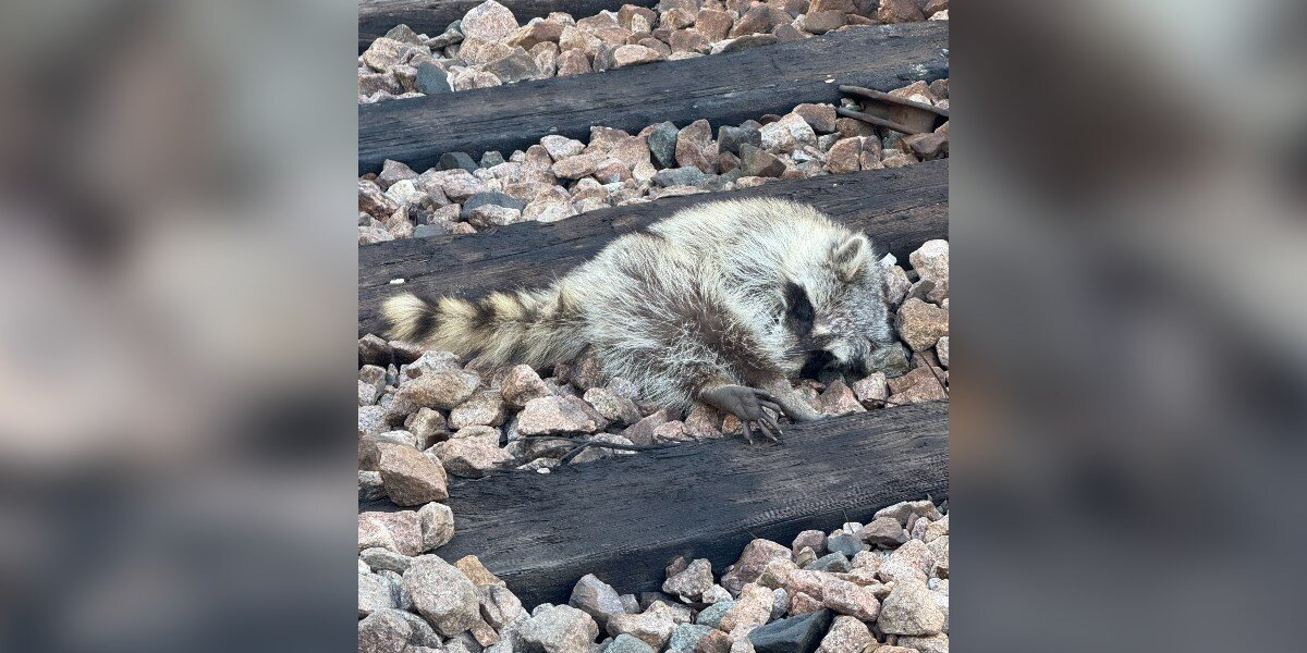 Workers Thought She Was Gone — Then The “Motionless” Figure On The Tracks Moved