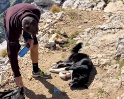 They Climbed to the Top of a Mountain — And Found a Dog Who Had Been Left to Die