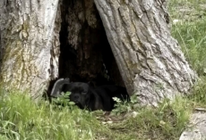 She Saw a Pair of Frightened Eyes in a Hollow Tree — and Refused to Drive Away