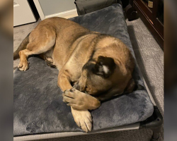 After Years in a Kennel, This Shelter Dog Slept in a Real Bed for One Magical Night