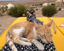 Tiny Kitten Appears Outside a Couple’s Tent in the Desert — and Refuses to Leave Without Them
