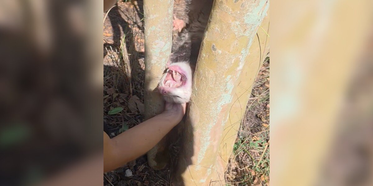 Rescuer Finds a Tiny Animal Trapped Upside Down Between Trees — And Races to Save Him
