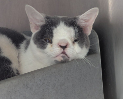 Rescuers Save An Abandoned Cat — Then Notice The Unique Feature That May Have Changed His Life