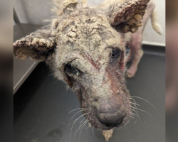 Dog Who Looked Like She Was “Covered In Concrete” Makes An Incredible Comeback