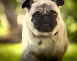 DORITOS Unveils Superbowl Commercial “Pug Attack”