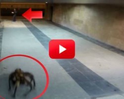 This Giant Spider Dog Prank Is The Most Terrifyingly Adorable Thing I’ve Ever Seen!