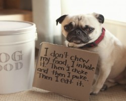 Pug Shaming Is The Best Kind Of Dog Shaming. Here Are 20 Photos To Prove That.