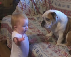 Baby Argues With Bulldog! It’s Adorable & Hilarious!