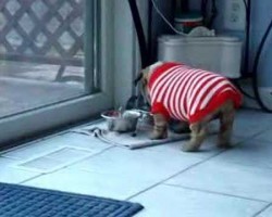 Bulldog Puppy Throws Temper Tantrum Over New Sweater! It’s The Cutest Thing EVER!!