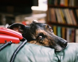 5 Phone Numbers That Should Be In Every Dog Owner’s Rolodex