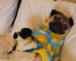 This Pug Is Getting Ready For Bedtime. Now Watch The ADORABLE Thing He Does Next…