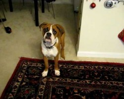 Dozer, The Boxer, Is Scared Of His Own Farts And It’s Hilarious!!!