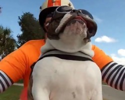 English Bulldog Sees a Biker Wave At Her. She Does THIS In Response. Wow.