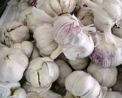 Is Garlic Bad for Dogs?
