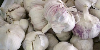 is garlic bad for dogs?