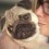 15 Signs You’re A Crazy Pug Person… and Damn Proud To Be!