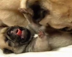Mama Pug Gives Her Newborn Puppies A Nice Bath. Watch As One Of The Baby Pugs Tries To Run And Hide! LOL!!