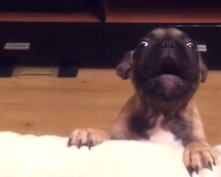 French Bulldog Asks To Go On Couch And It’s The Funniest Thing EVER!