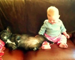Baby Girl Sees French Bulldog Snoring During Nap And Cannot Stop Giggling!