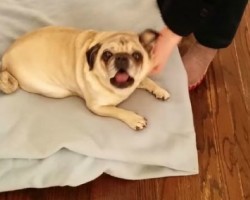 Deaf Pug Excited To See Owner Return Home