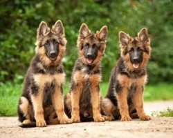 15 Signs You’re A Crazy German Shepherd Person… and Damn Proud To Be!