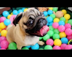Pug Goes Crazy In His First Ever Ball Pit!