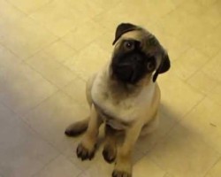 Pug Puppy Oscar Hears Opera For The Very First Time!!