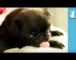 Pug Puppy vs Blow Dryer… Who Won The Epic Battle?!