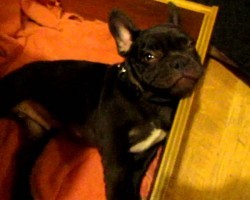 This French Bulldog Puppy’s Reaction To Bedtime Is So Cute! He’s Just Like A Baby!