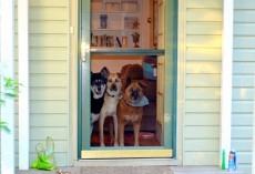 20 Things All Dog Owners Must Never Forget