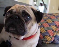 Bandit The Pug Gets Scolded and Takes It Hard