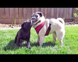 Older Pug Demonstrates Extreme Patience With New Puppy Friend (For A While Anyway…)