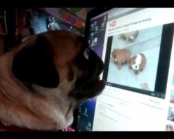 Pug Attacks English Bulldog Puppies… on YouTube!!