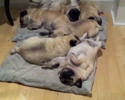 Snoring Pile Of Pugs. It’s A Hard Knock Life, For a Pug!
