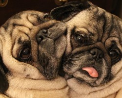 These Adorable Pug Pals Demonstrates What “BFF” Truly Look Like!