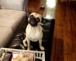 This Pug LOVES Bath Time. The Signature Head Tilt Is The Cutest Thing Ever!